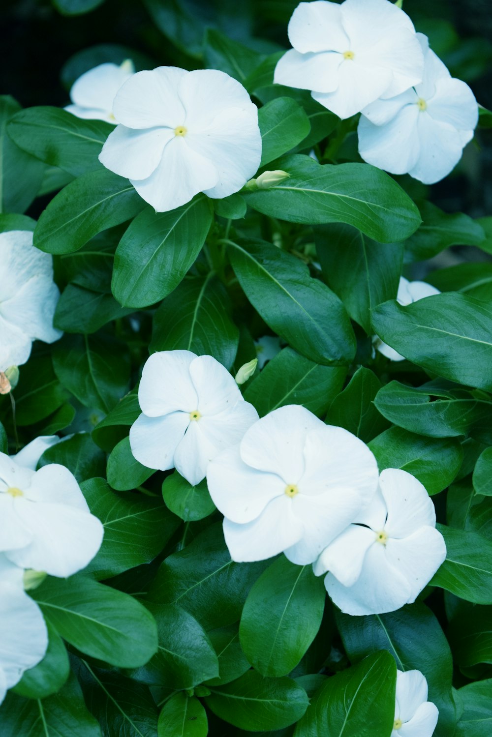 a bush of white flowers with green leaves