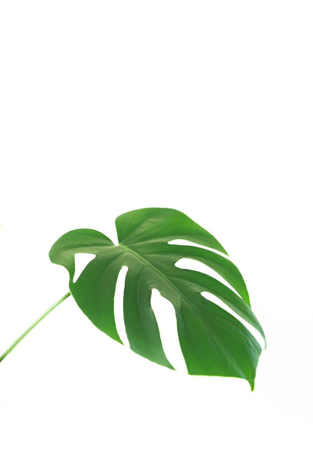 a large green leaf on a white background