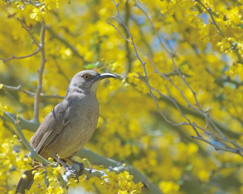 a bird sitting on a branch of a tree