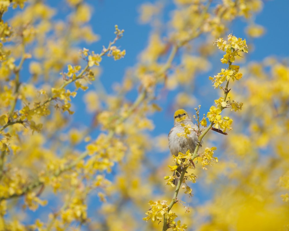 a small bird sitting on a branch of a tree