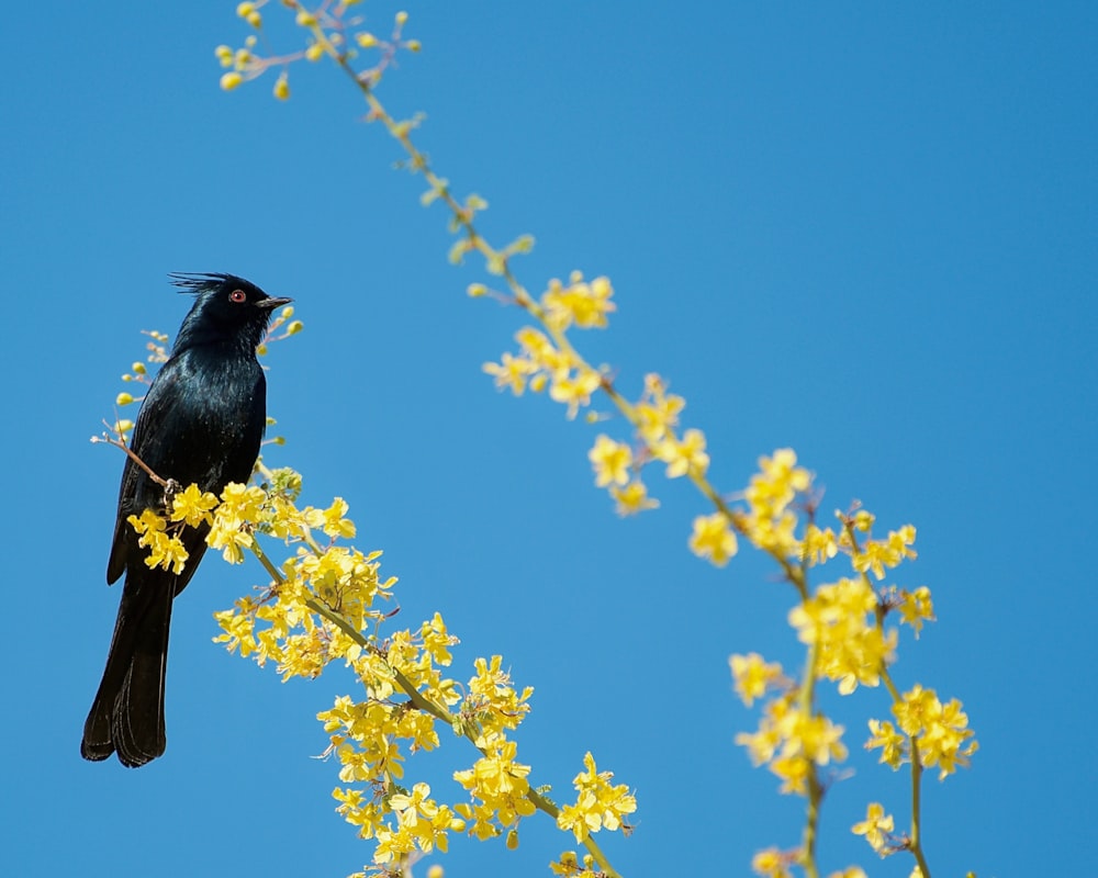 a black bird sitting on top of a tree branch