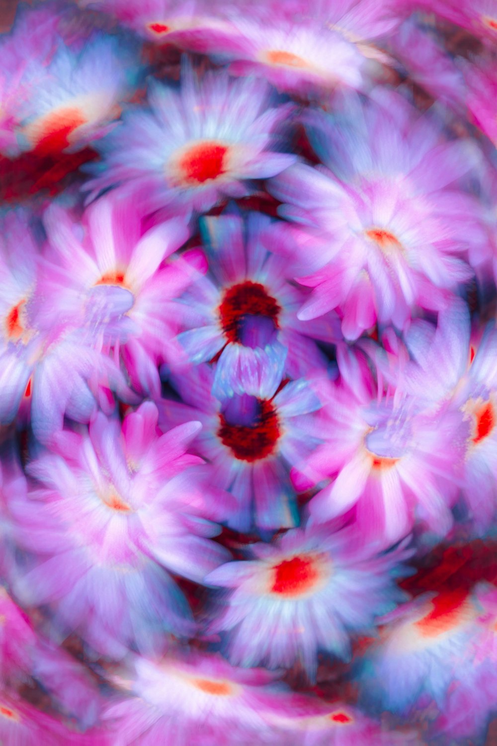 a circular image of pink and white flowers