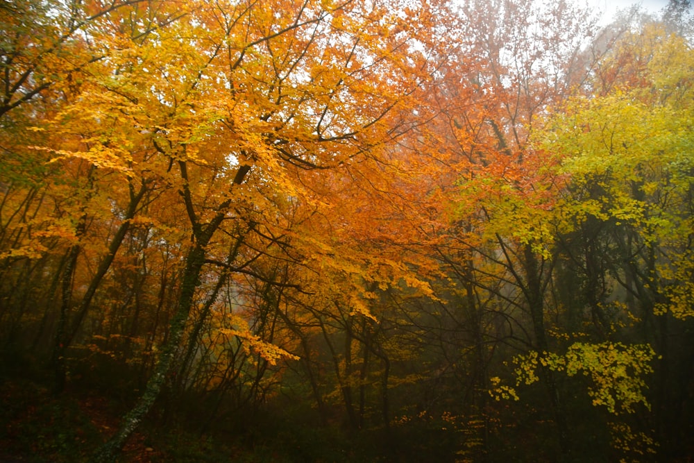 a forest filled with lots of trees covered in fall leaves