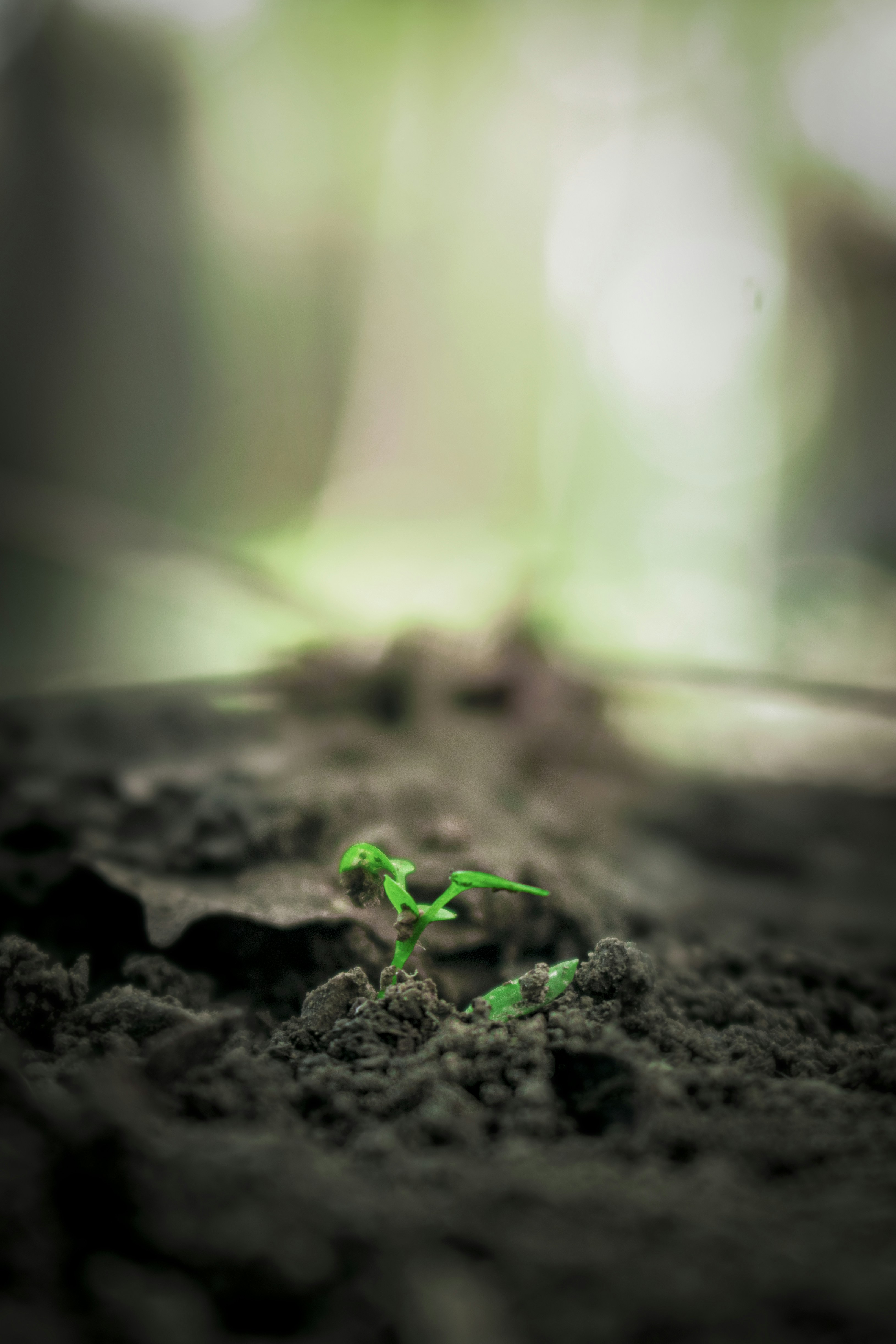 Soft watercolor painting of a tiny green seedling sprouting in rich soil