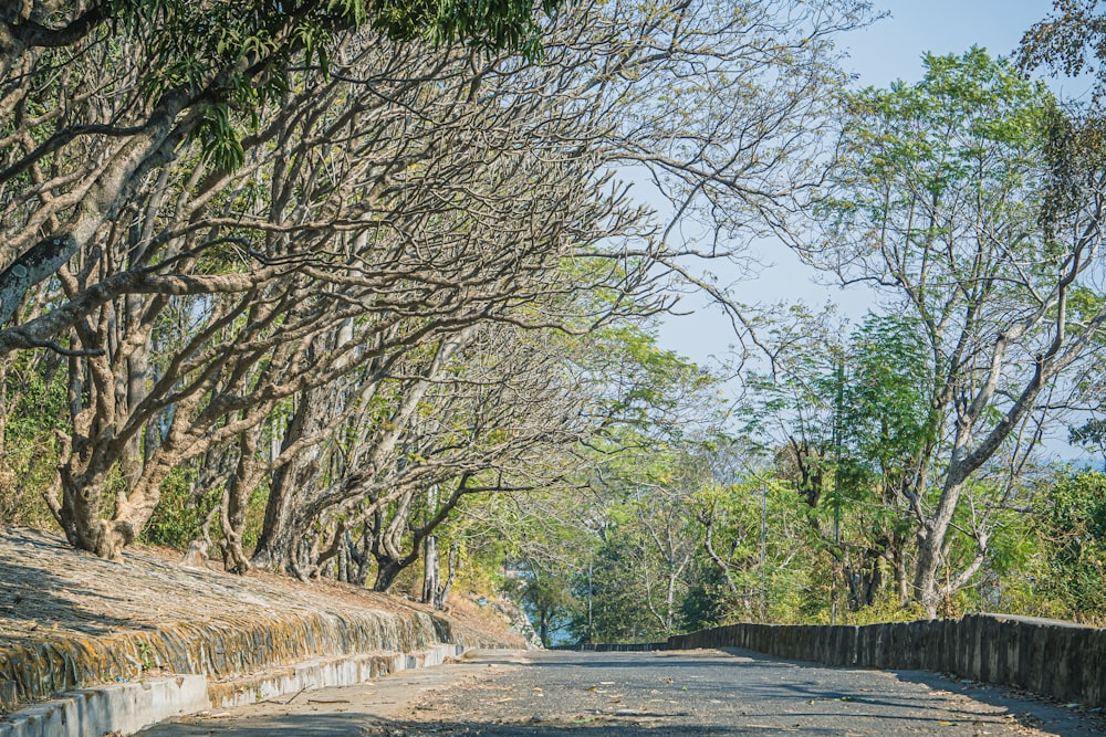 a street lined with trees on both sides of it