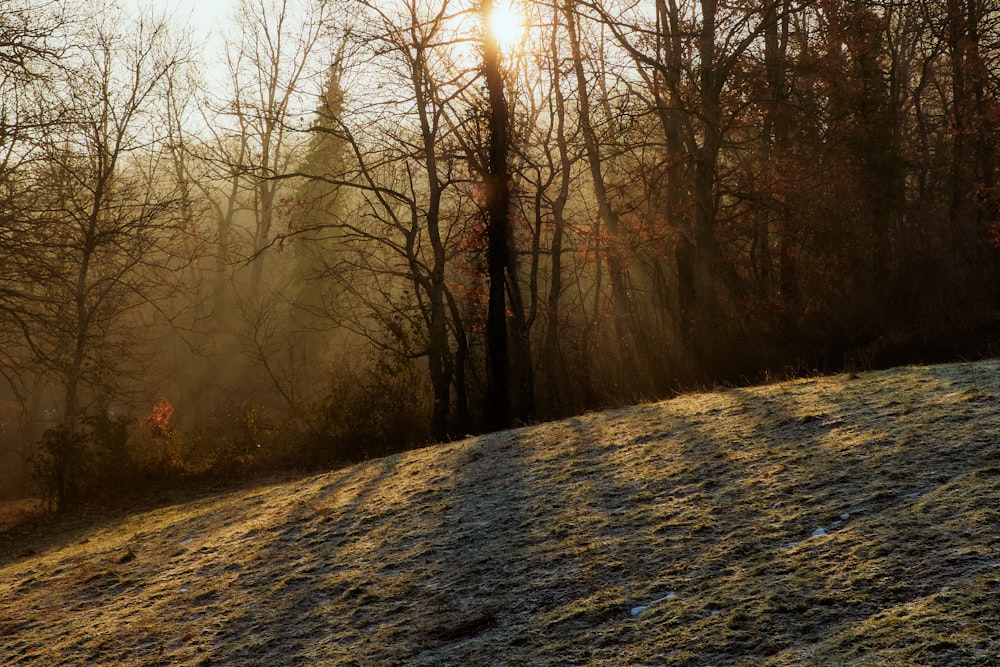 the sun shines through the trees on a cold day