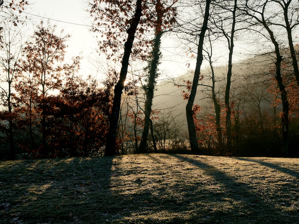 the sun is shining through the trees in the woods