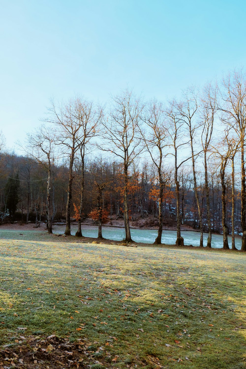 a grassy field with trees and a body of water in the background