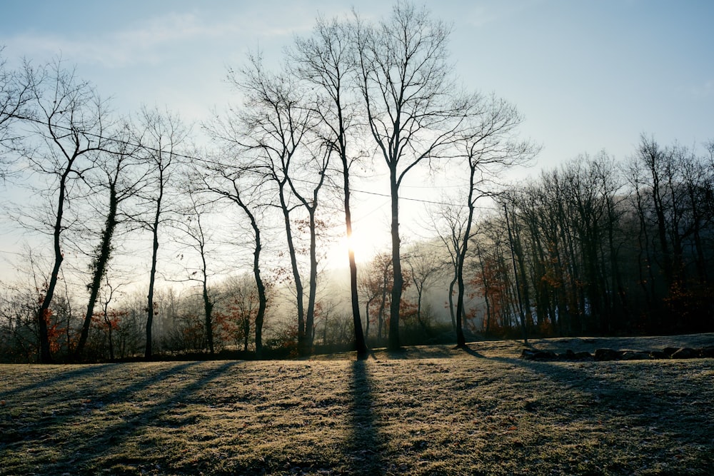 the sun is shining through the trees in the winter