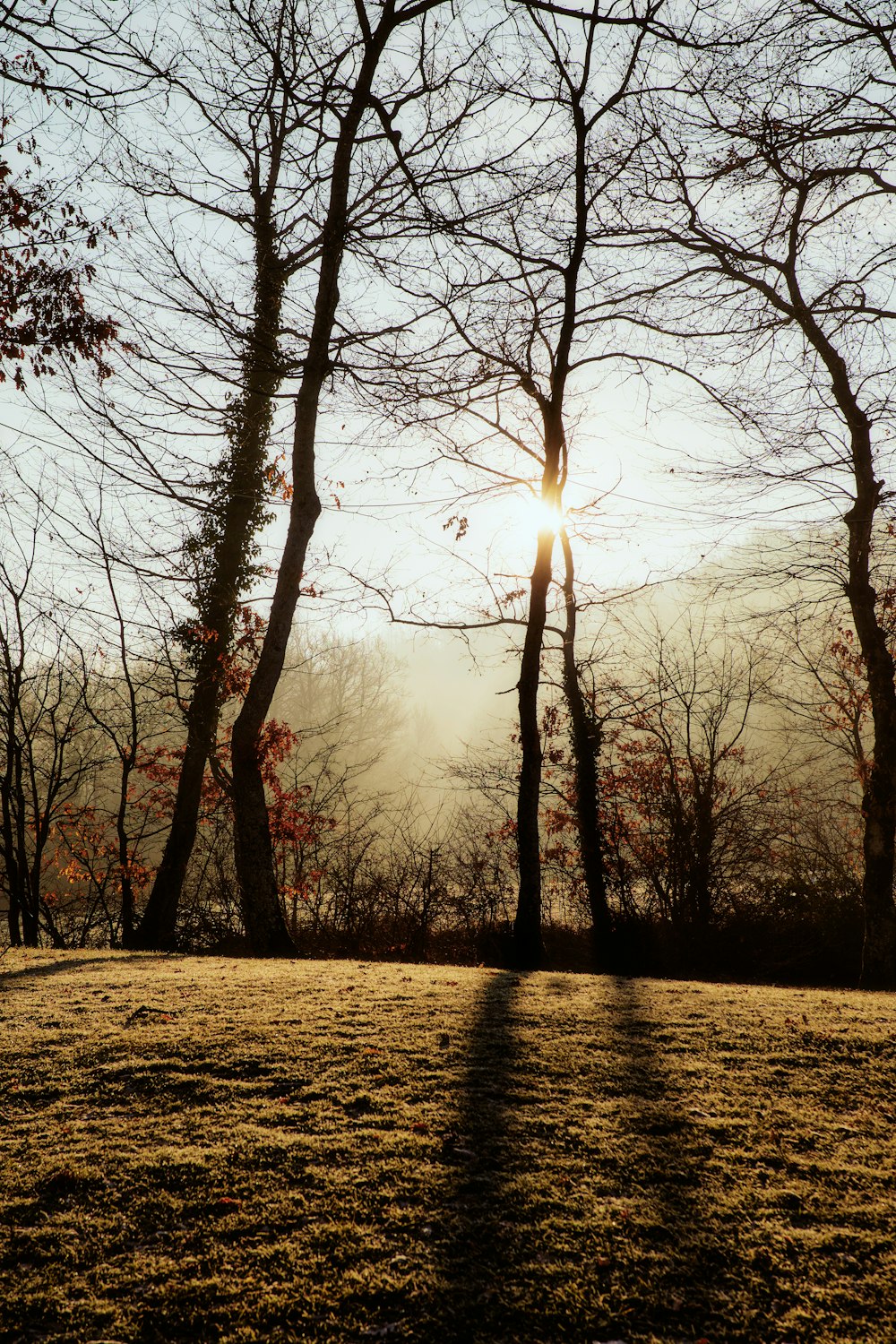 the sun is shining through the trees in the park