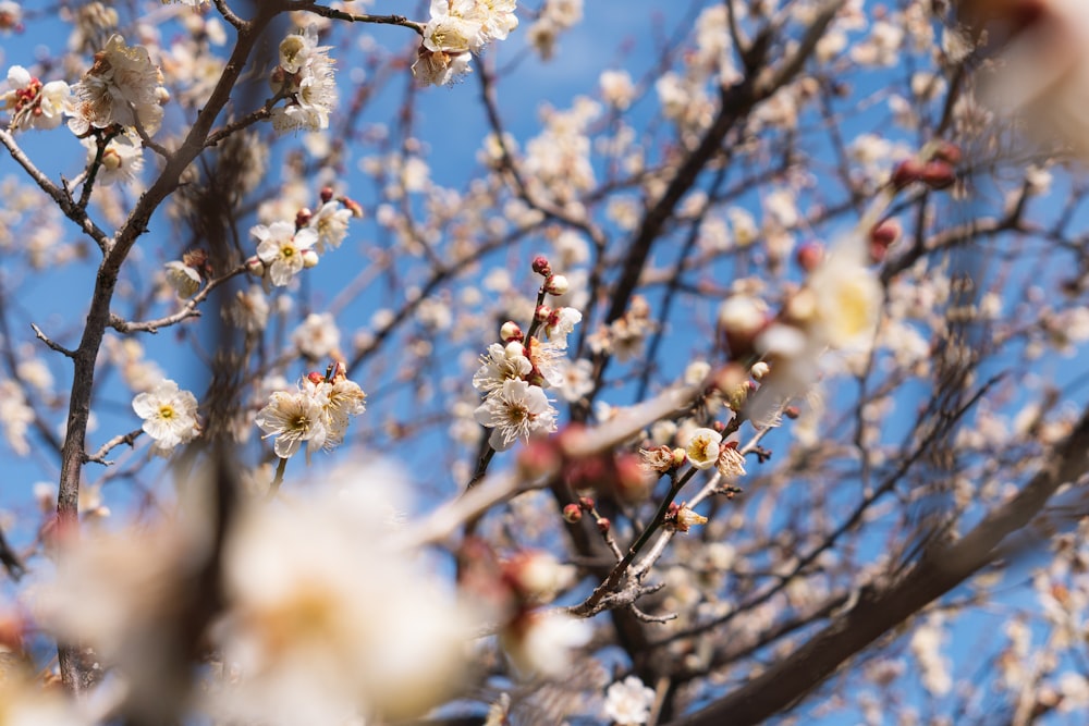 a tree with white flowers and blue sky in the background