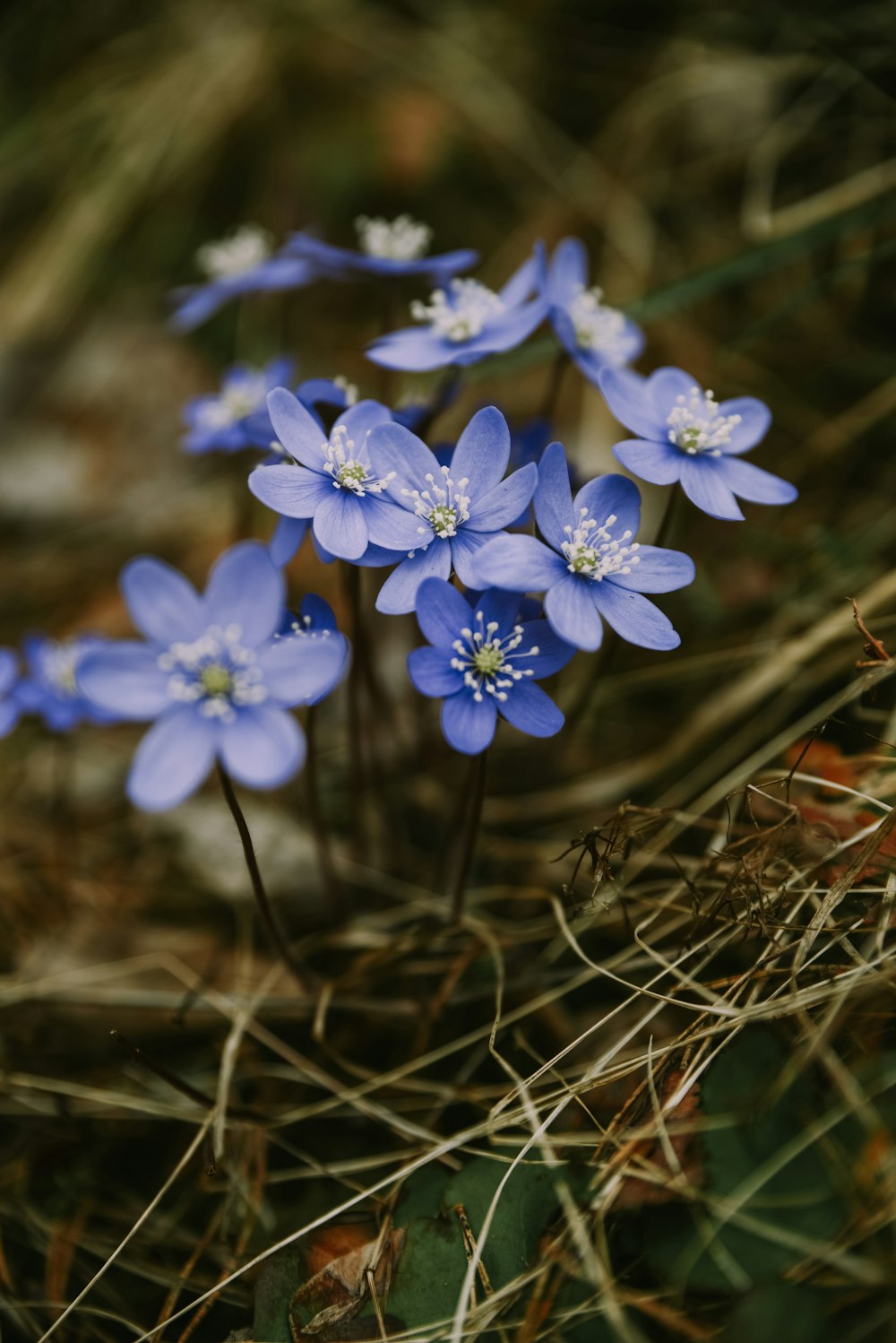 a group of small blue flowers growing out of the ground