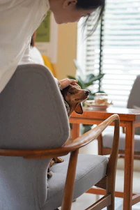 A caring veterinarian gently examining a small dog in a bright, modern clinic room.