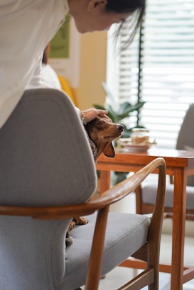 A small dog sits in a light gray armchair while being gently petted by a person standing beside it. The setting appears to be indoors with soft natural light coming through window blinds. The background includes a wooden table, part of another chair, and a potted plant.