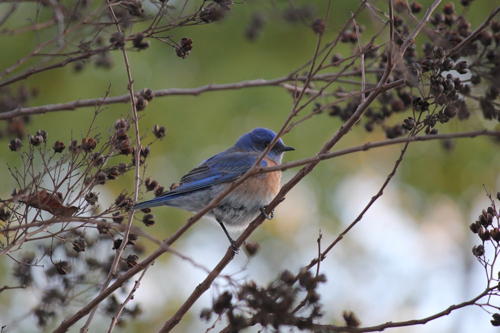 a blue bird sitting on a branch of a tree