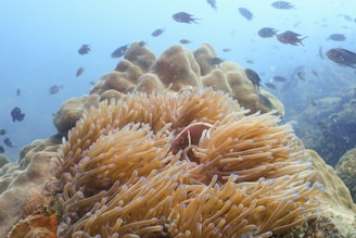 An underwater scene featuring vibrant coral formations, a school of small fish swimming in the background, and a prominent clownfish nestled within a sea anemone. The colors range from soft beiges and browns of the coral to the orange and white of the clownfish, with hints of blue in the water.