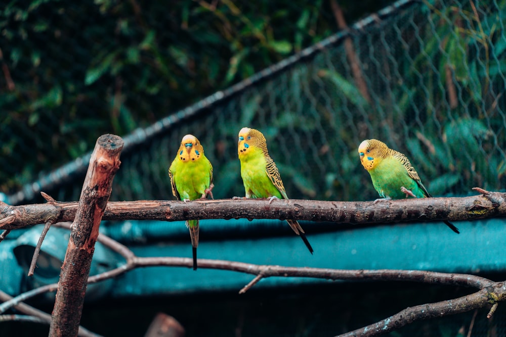 a group of birds sitting on a tree branch