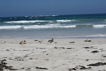 Several seals are resting on a sandy beach with patches of seaweed scattered around. The ocean waves gently roll in, with hues of blue and green in the water under a bright sky.