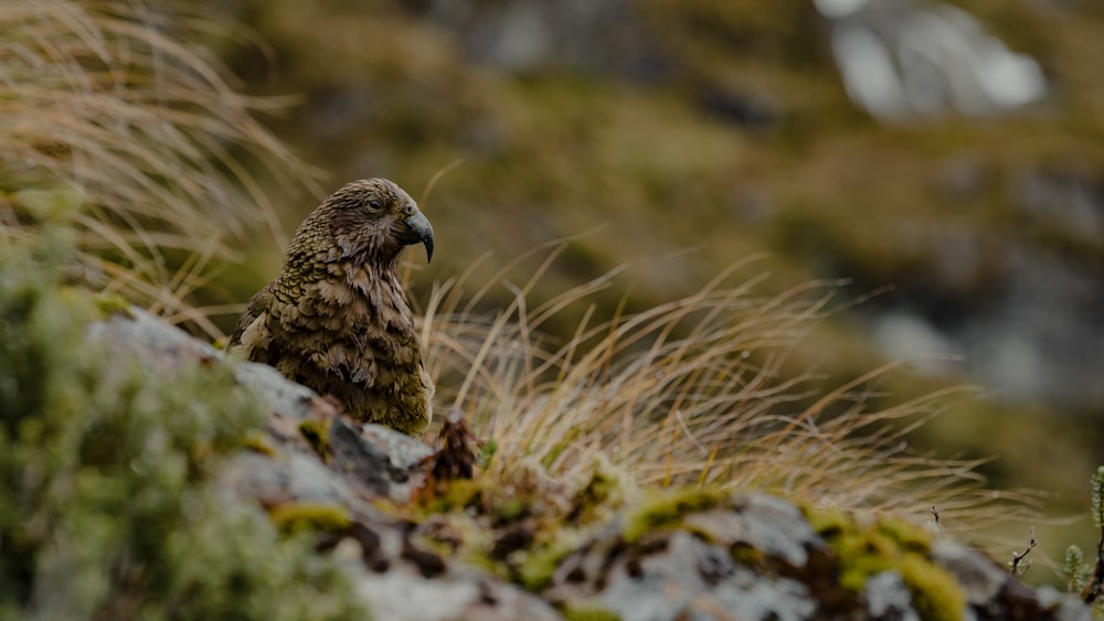 a bird is perched on a mossy rock