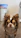 a small brown and white dog standing on top of a wooden floor
