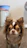 a small brown and white dog standing on top of a wooden floor