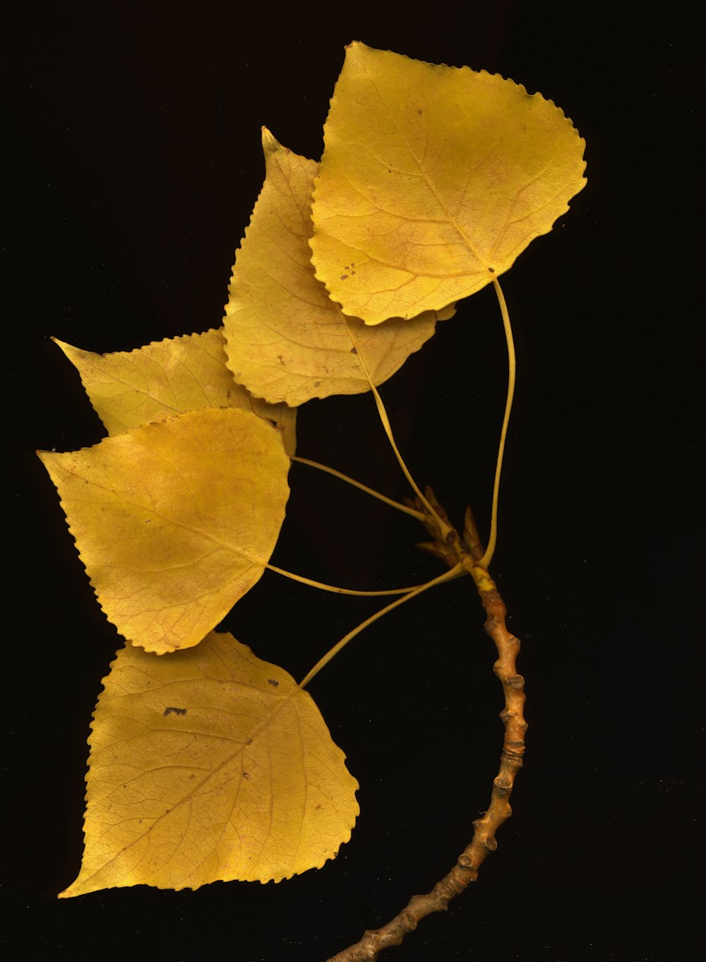 a close up of a plant with leaves