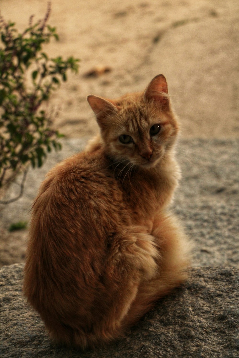 an orange cat sitting on top of a rock