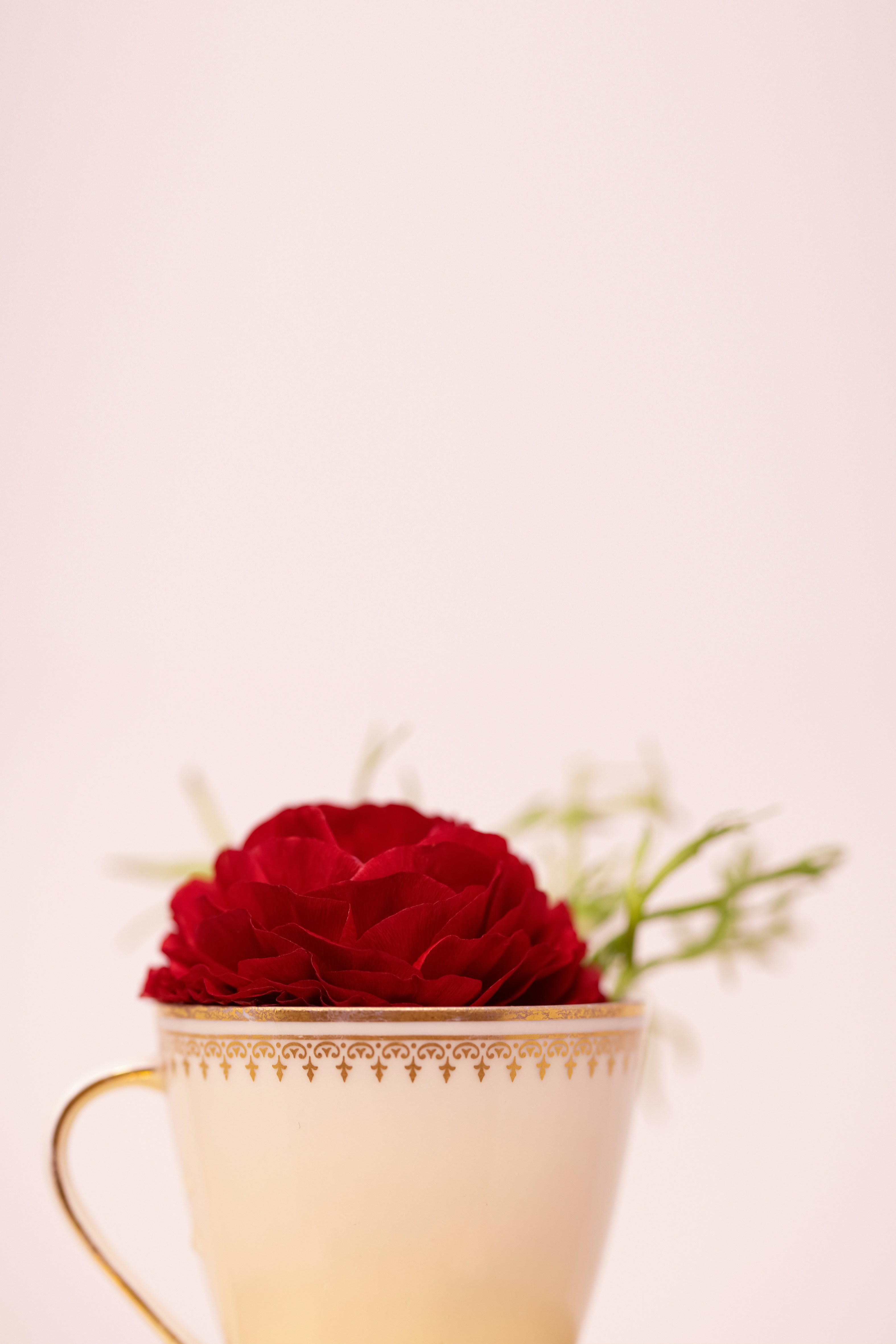 Photo by lauraadaiphoto