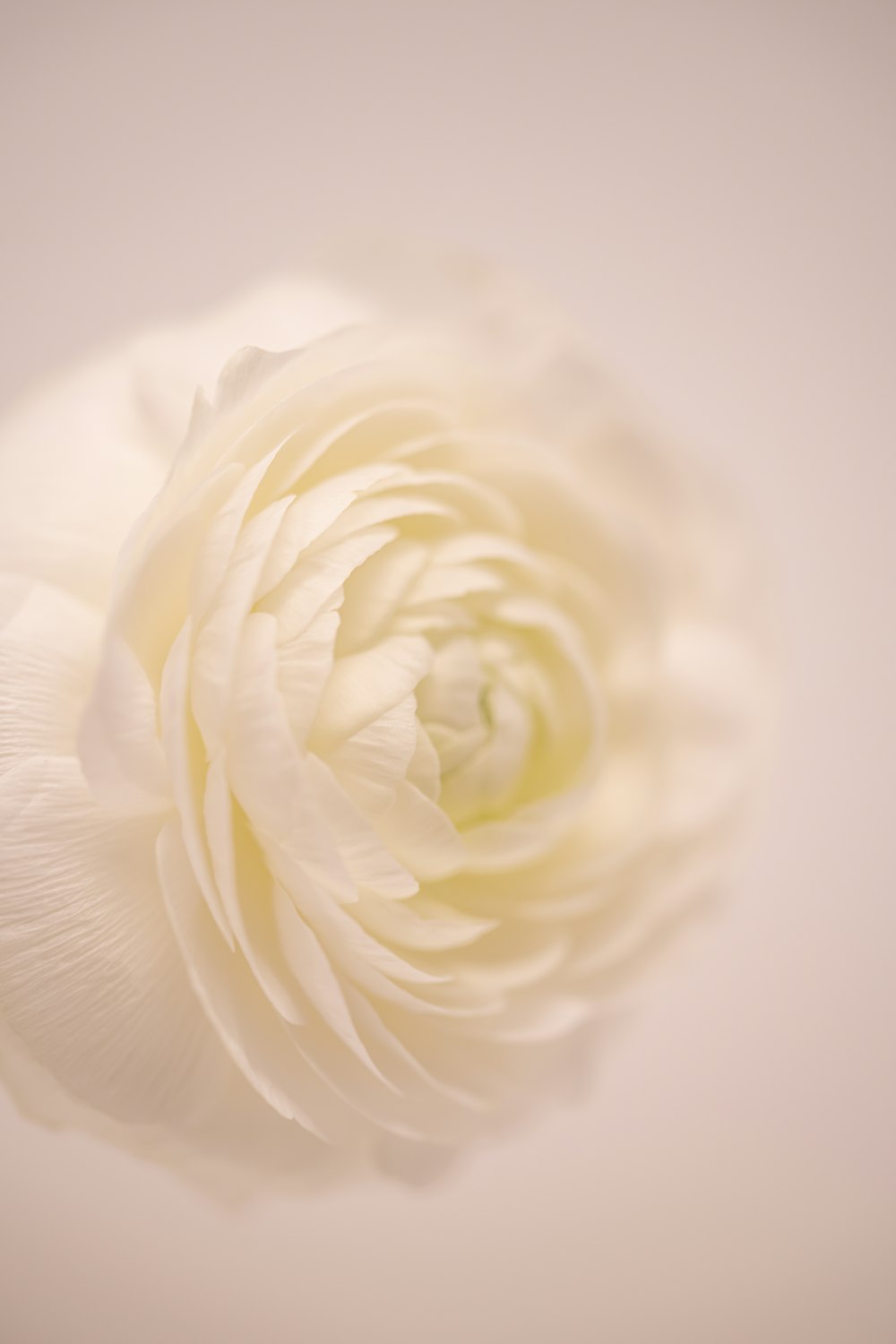 a white flower with a white background