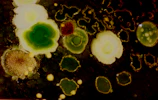 Close-up of microbial cultures actively breaking down pollutants.