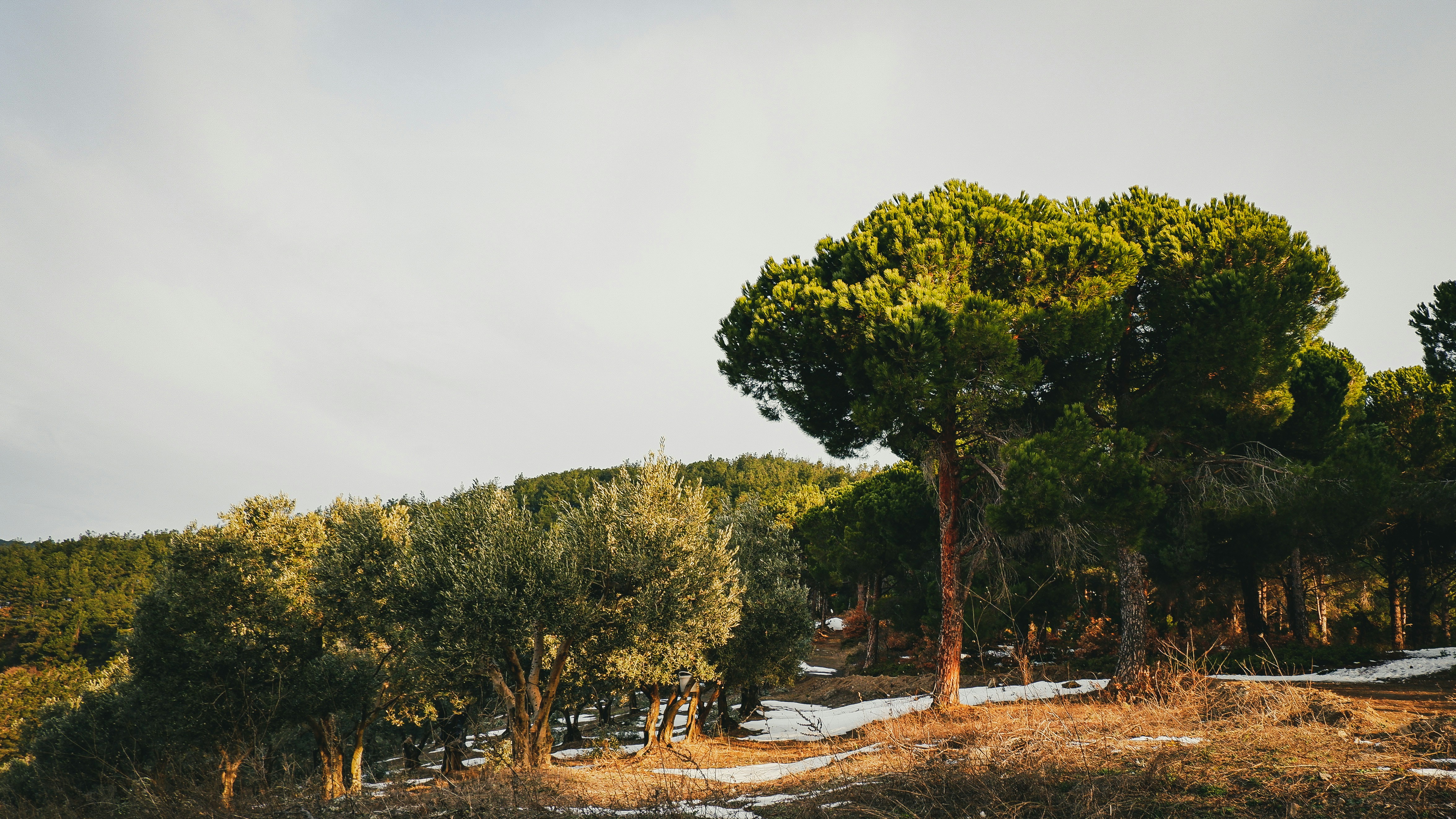 Photo by burakdonertas