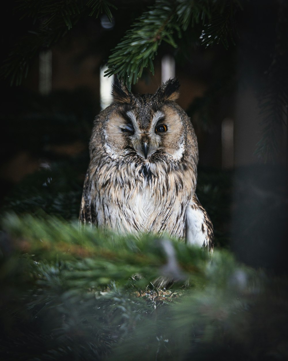 an owl is sitting in a pine tree