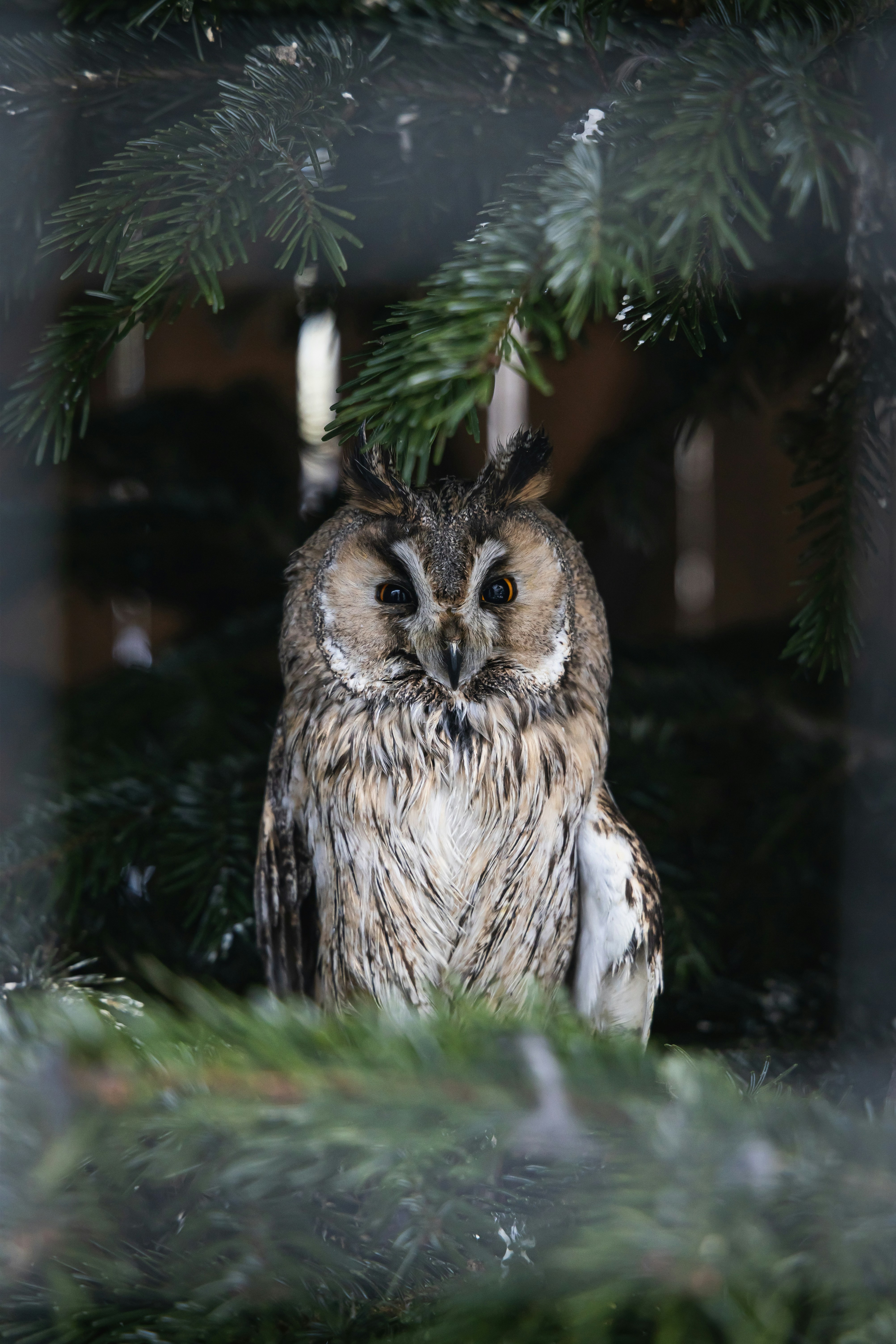 19. Owls Signal Death (image credits: unsplash)