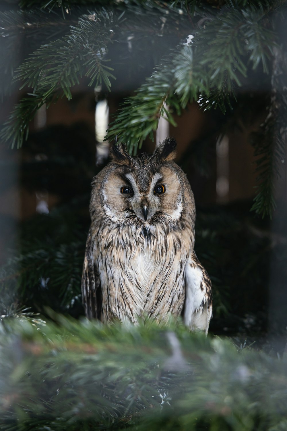 an owl is sitting in a pine tree