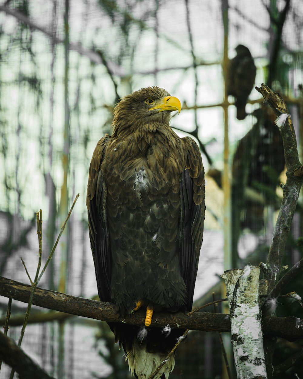 a bird sitting on a branch in a tree