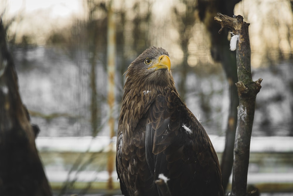 un grand oiseau perché sur une branche d’arbre