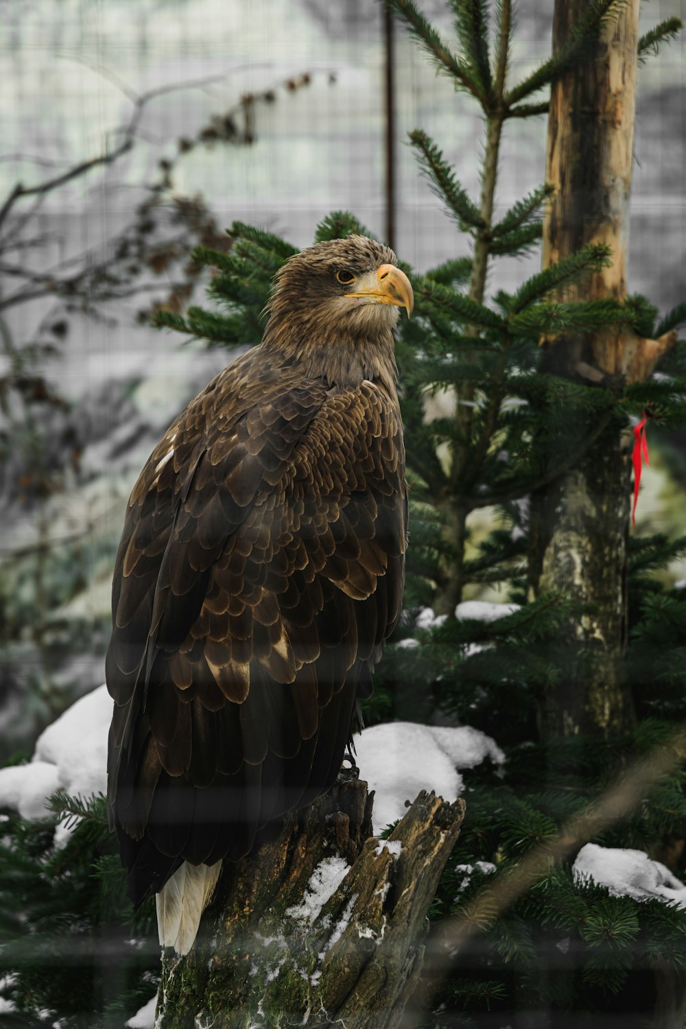 a large bird perched on top of a tree stump