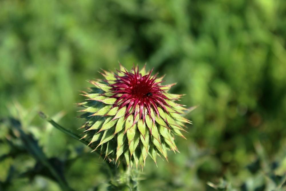 a close up of a flower with a blurry background