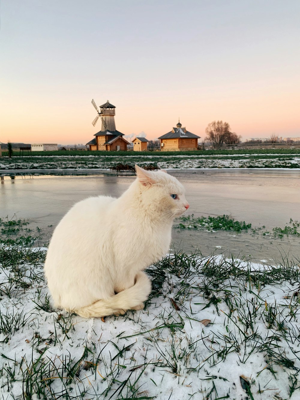 Un gatto bianco seduto sopra il terreno coperto di neve
