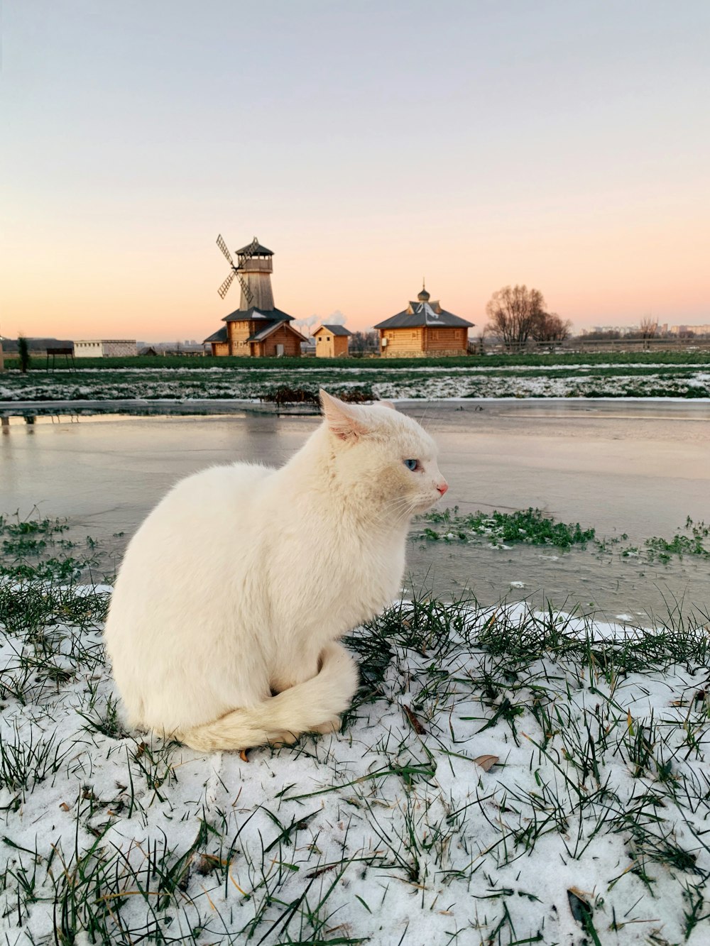 a white cat sitting on top of snow covered ground