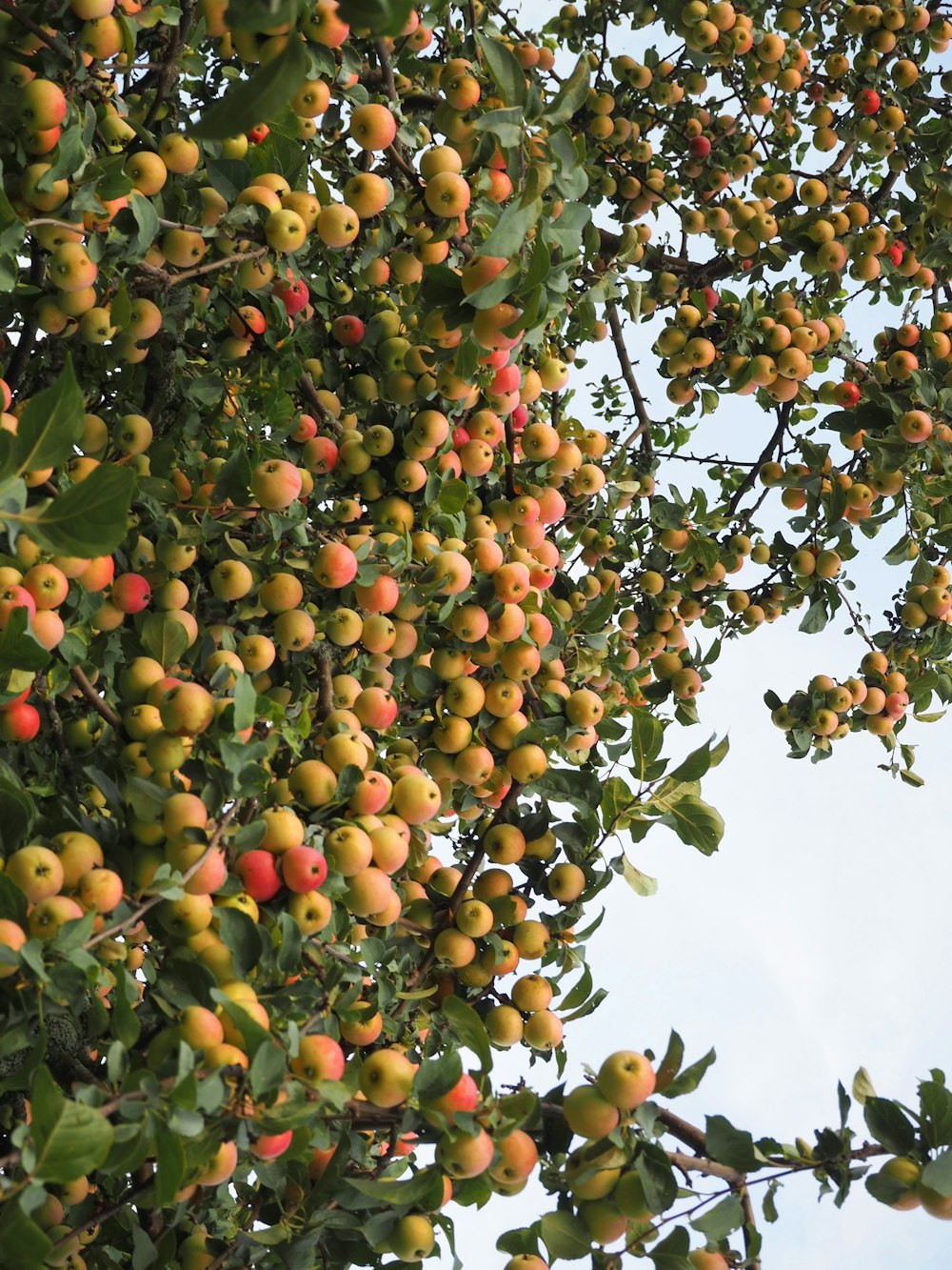 a tree filled with lots of fruit under a blue sky