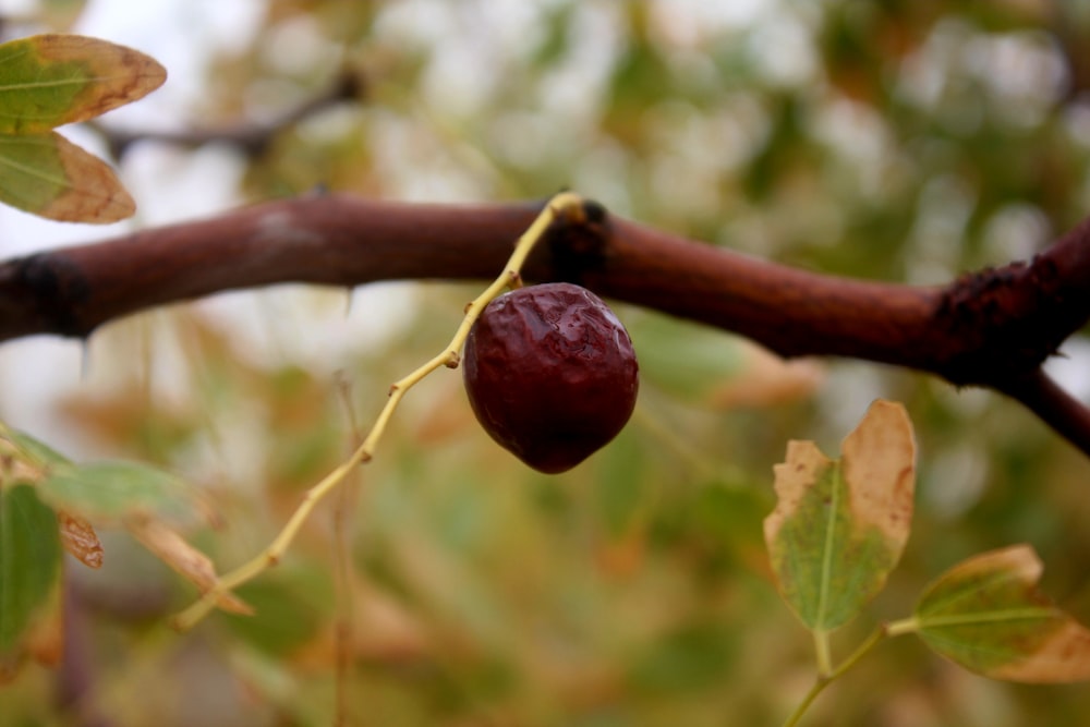 a close up of a tree branch with a fruit on it