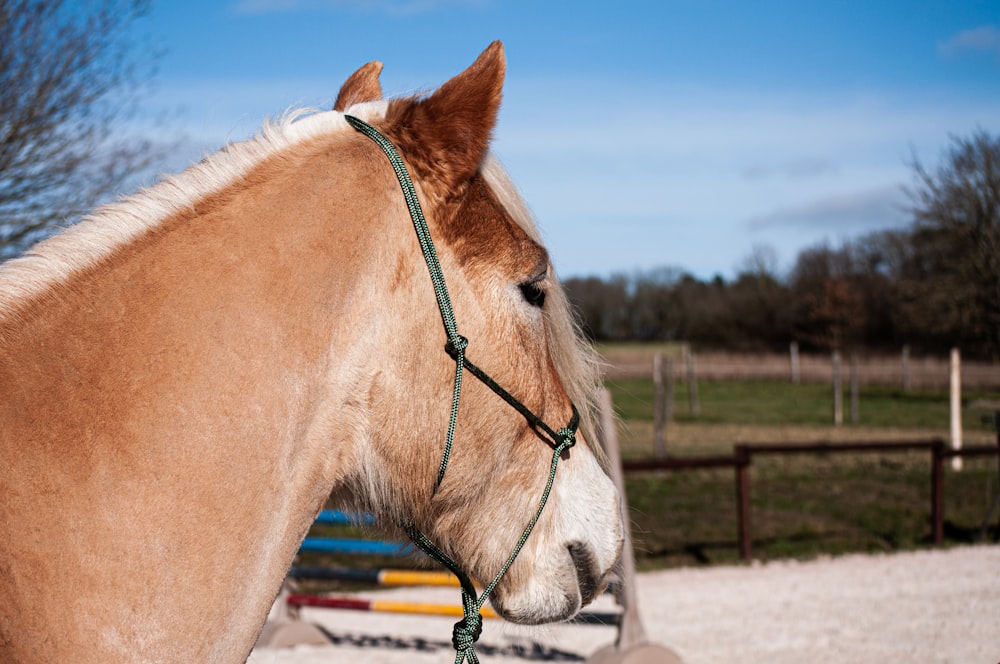 a brown and white horse with a bridle on