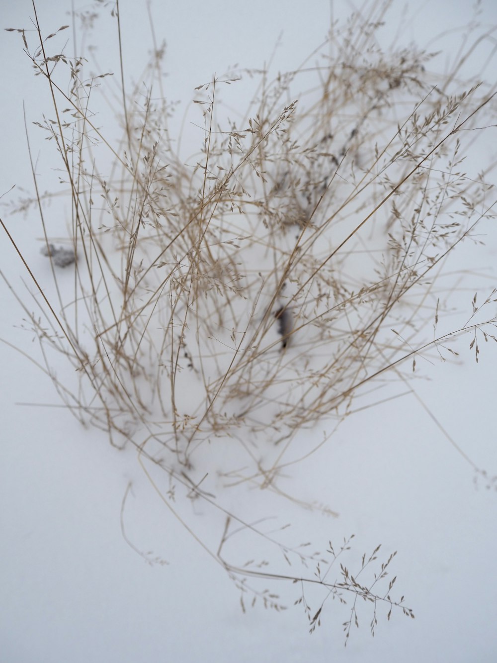 a bunch of plants that are in the snow