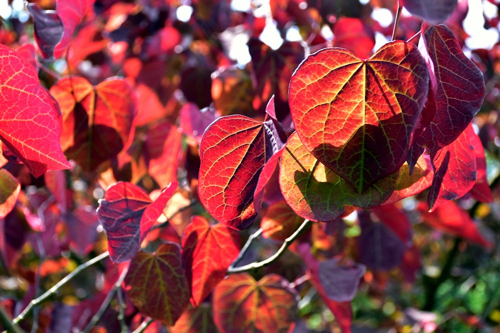 a close up of a bunch of red leaves