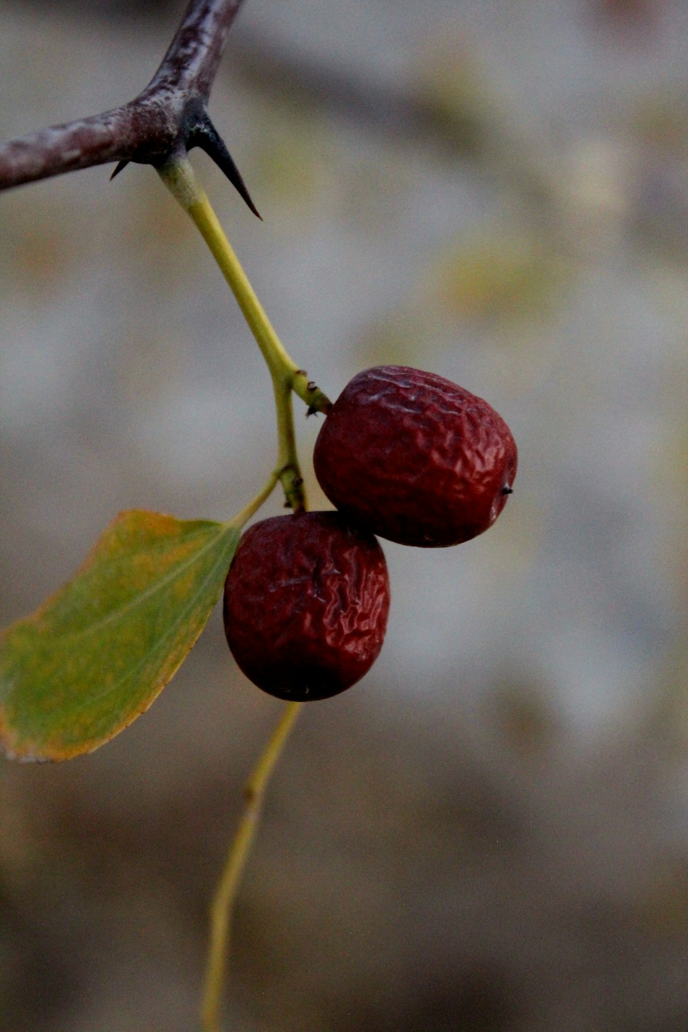 two fruits on a tree branch with leaves