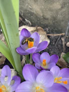 Close-up of bees collecting pollen from vibrant island flowers.