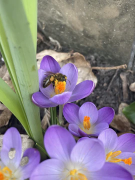 Close-up of bees collecting pollen from vibrant island flowers.