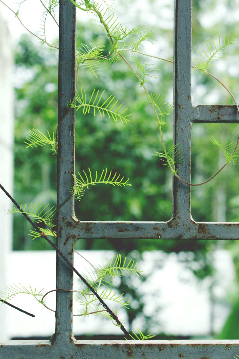a close up of a metal frame with a plant growing out of it