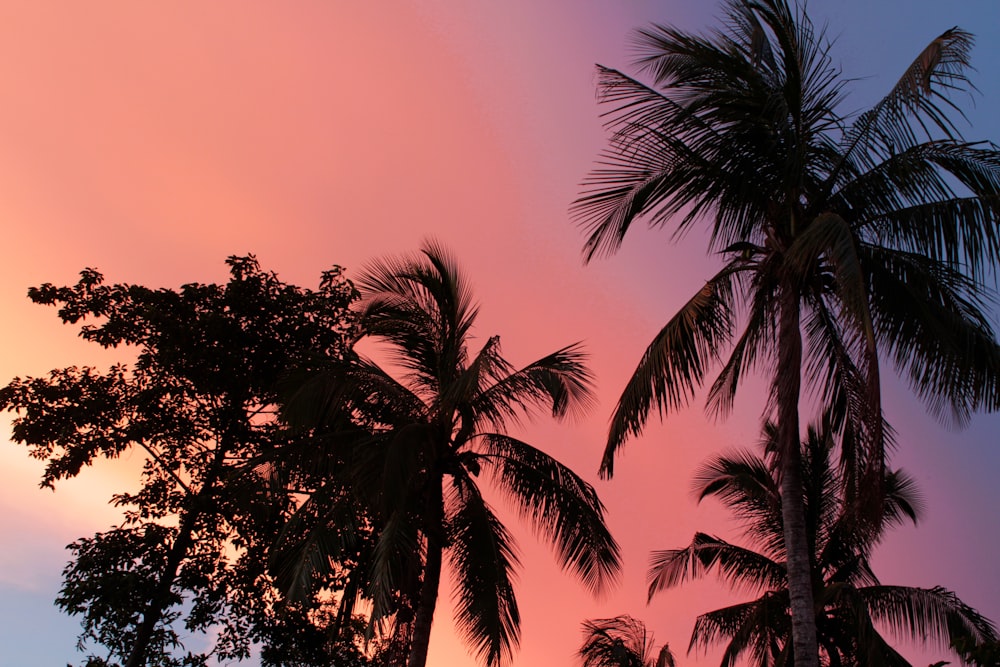 palm trees against a pink and blue sky